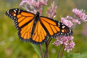 monarch on joe pye weed