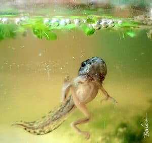 Tadpole changing to frog