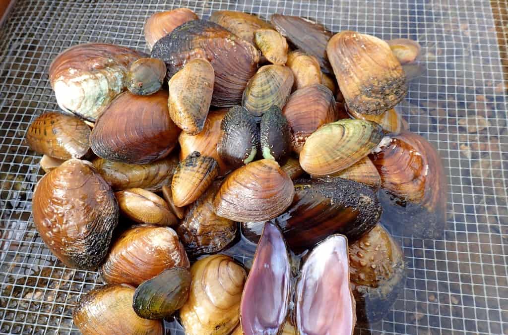 Picture of mussels found in Southeastern rivers
