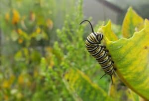 monarch caterpillar on milkweek