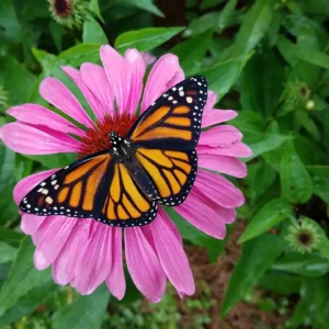 monarch on coneflower