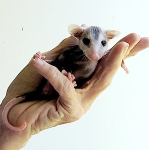 Baby opossum in hand of wildlife rehab person