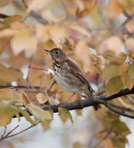 A hermit thrush that is only here in winter. Photo by Betty Thompson

