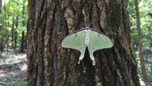 luna moth on tree trunk